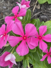 Catharanthus