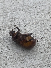 Melolonthinae