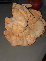 Laetiporus