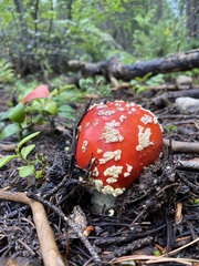 Amanita muscaria flavivolvata