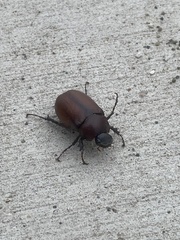 Melolonthinae