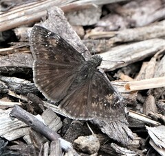 Erynnis baptisiae