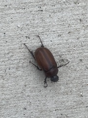 Melolonthinae