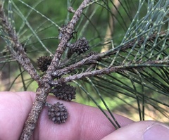 Casuarina cunninghamiana