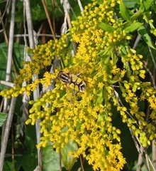 Helophilus trivittatus
