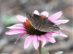 Erynnis baptisiae