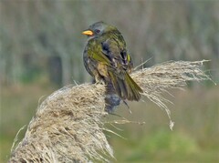 Embernagra platensis
