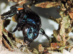 Eufriesea mexicana