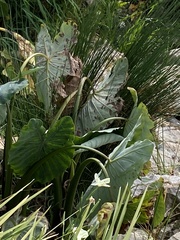 Alocasia macrorrhizos