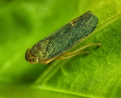 Coelidiinae