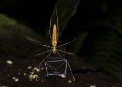 Deinopis