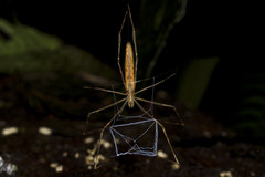 Deinopis