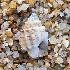 Nassarius crenoliratus