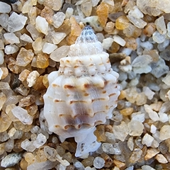 Nassarius crenoliratus