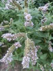 Mentha longifolia