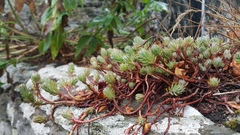 Petrosedum forsterianum