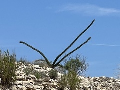 Fouquieria splendens