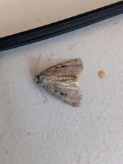 Xestia normanianus