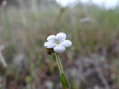 Plagiobothrys nothofulvus