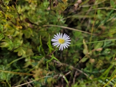 Symphyotrichum boreale