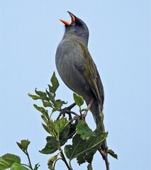 Embernagra platensis