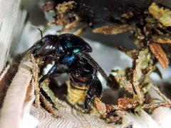 Eufriesea mexicana