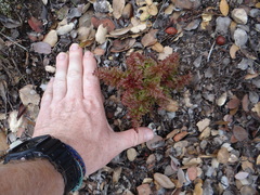 Pedicularis densiflora