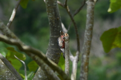 Melanerpes portoricensis