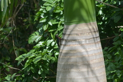 Melanerpes portoricensis