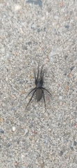 Zelotes