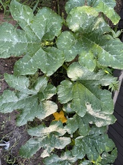 Cucurbita