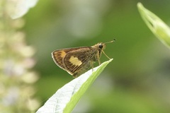 Oriens paragola