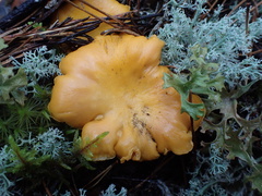 Cantharellus cibarius