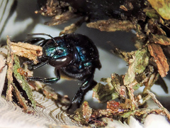 Eufriesea mexicana
