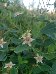 Hypericum virginicum