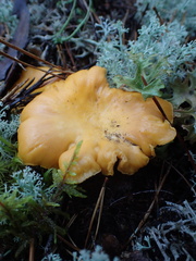 Cantharellus cibarius