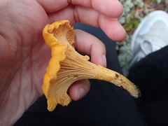 Cantharellus cibarius