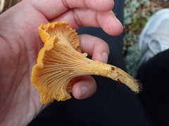 Cantharellus cibarius