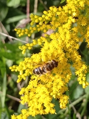 Eristalis pertinax