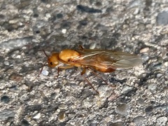 Camponotus castaneus