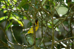 Pteruthius intermedius