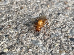 Camponotus castaneus