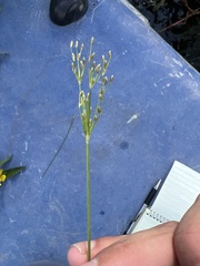 Fimbristylis