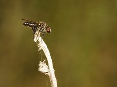 Holopogon phaeonotus