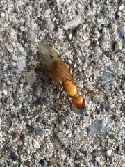 Camponotus castaneus