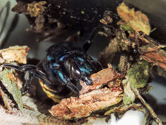 Eufriesea mexicana