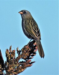 Embernagra platensis