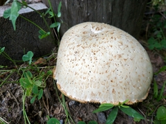 Amidella