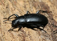 Alobates pensylvanicus