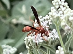 Polistes bellicosus